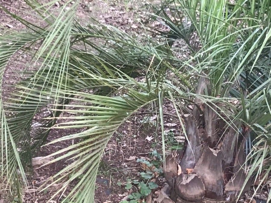 Butia 4