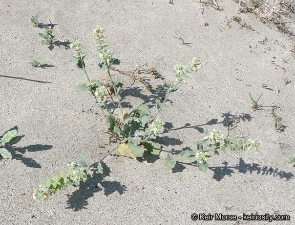 Dithyrea californica 11