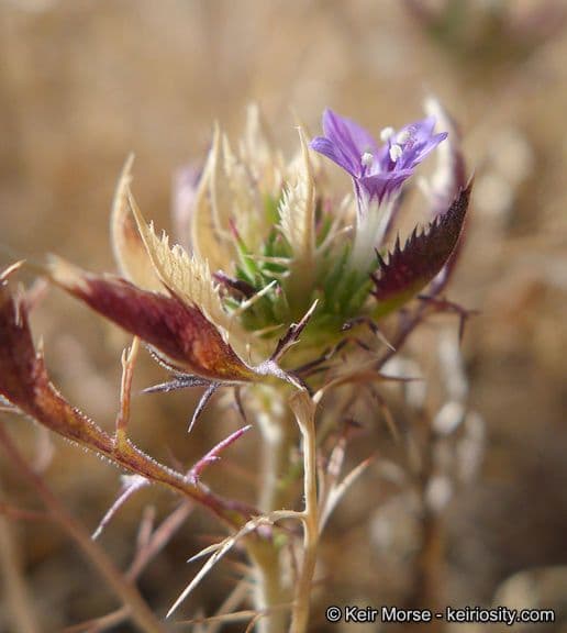 Navarretia 3