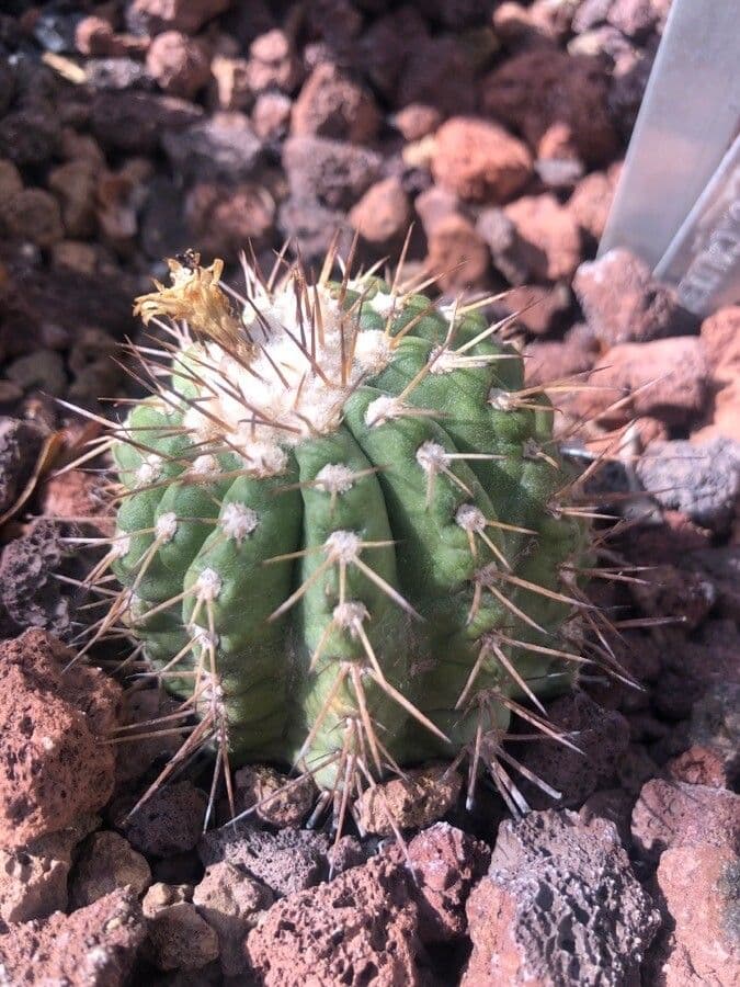 Copiapoa