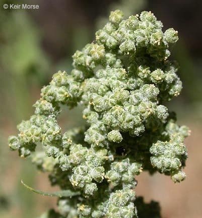 Chenopodium berlandieri 6