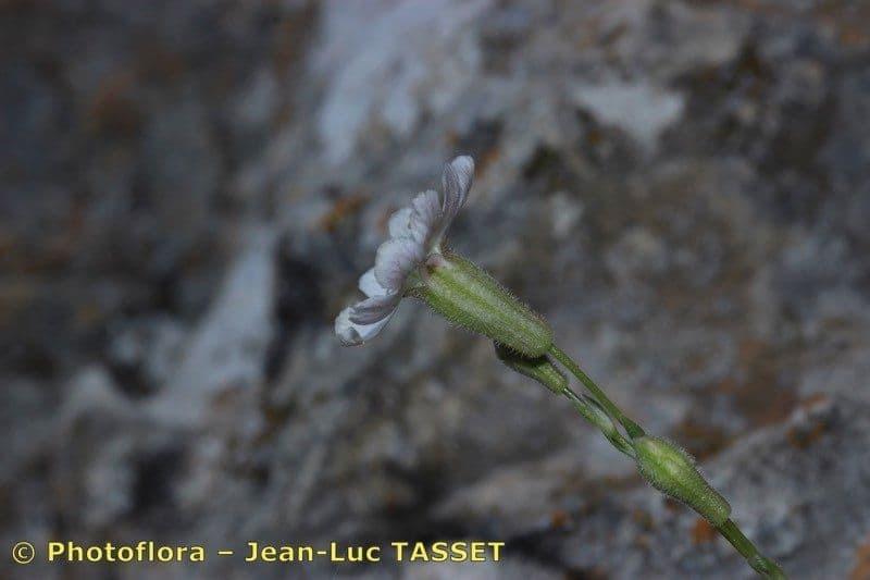 Silene 5