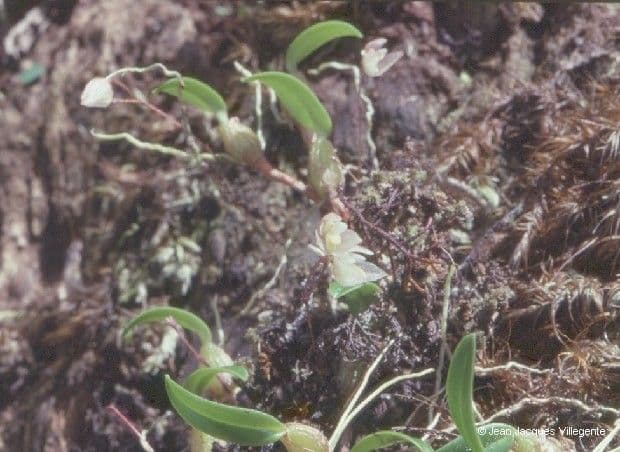 Bulbophyllum 10