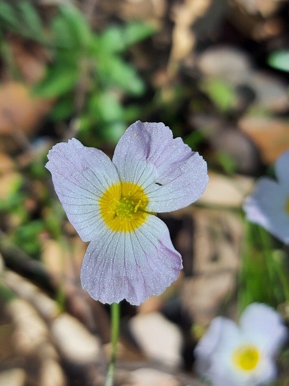 Alisma ranuncoloide 8