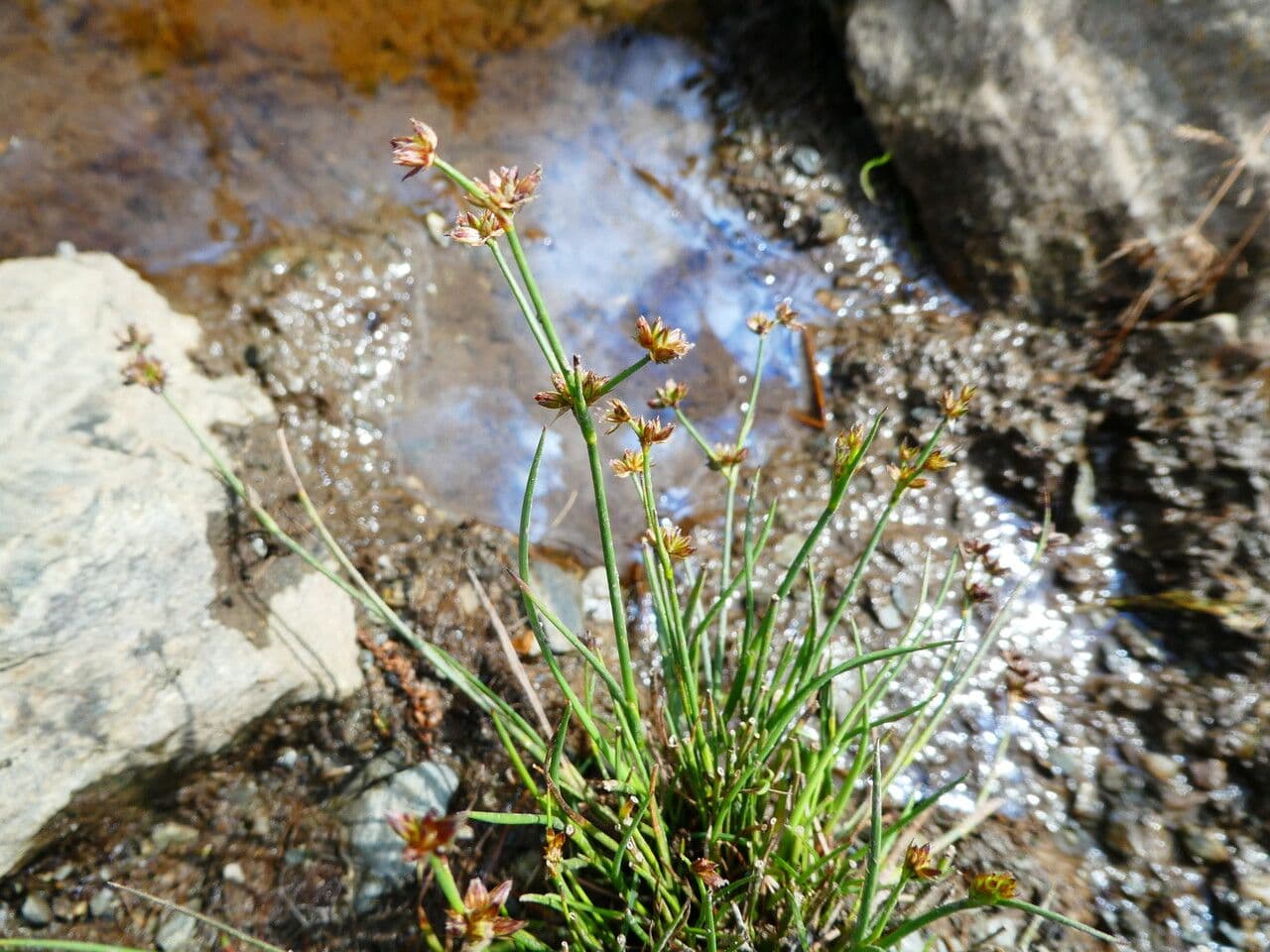Alpen-Binse 14
