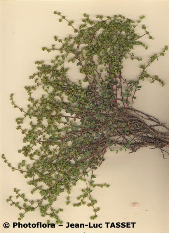 Chaberek 3