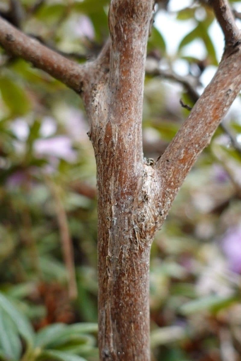 Rododendro 18
