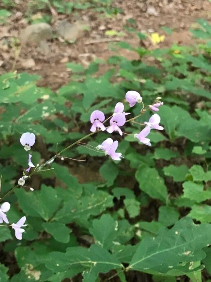 Desmodium paniculatum 9