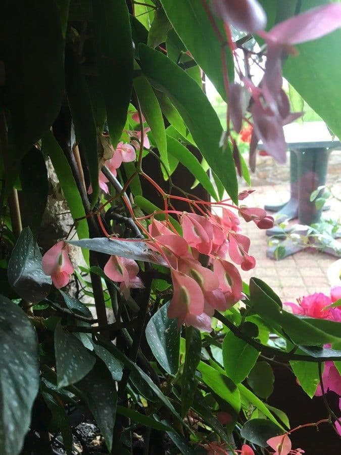 Begonia 5