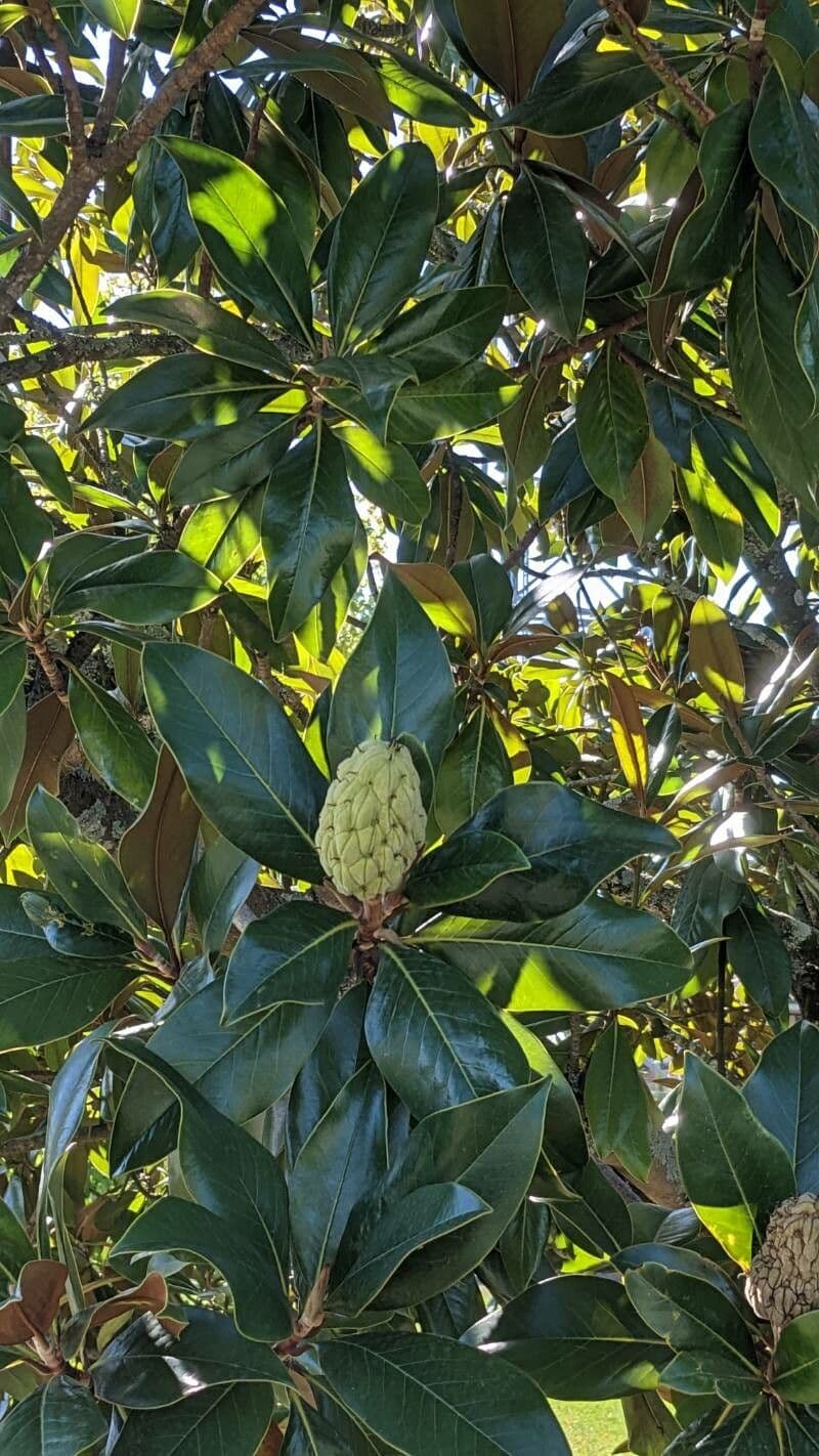Magnolia grandiflora 29