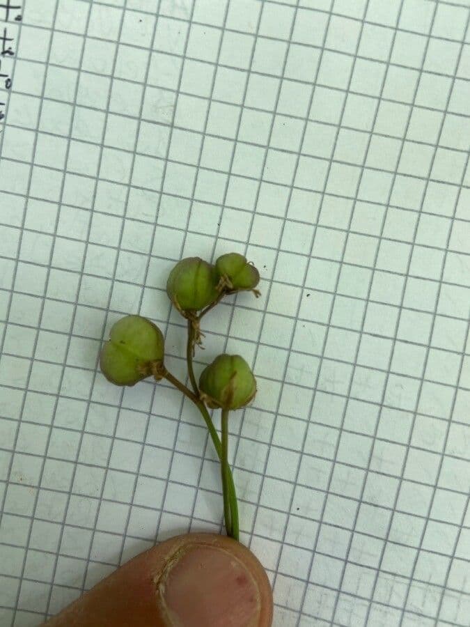 Scilla silvestre