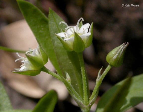 Moehringia macrophylla 10