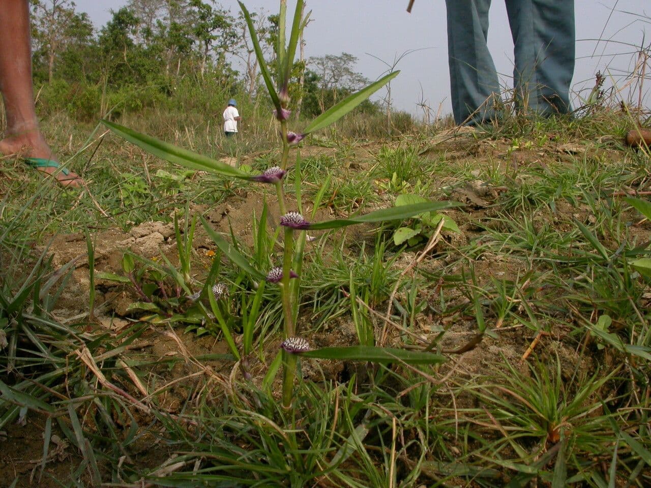 Caesulia 14