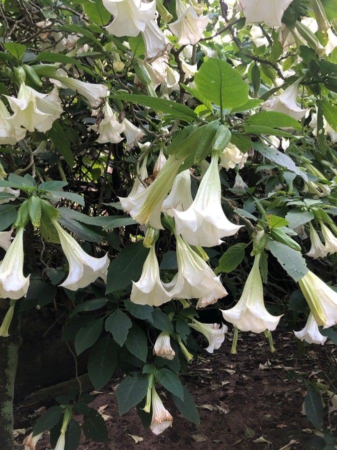 Datura 7