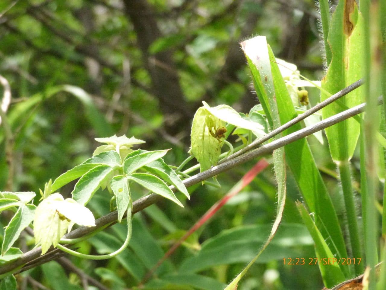 Dalechampia 18