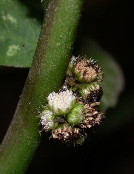 Struchium 2
