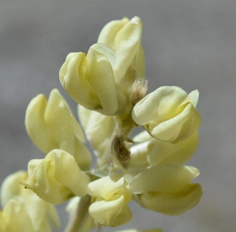 Langblättrige Lupine 3