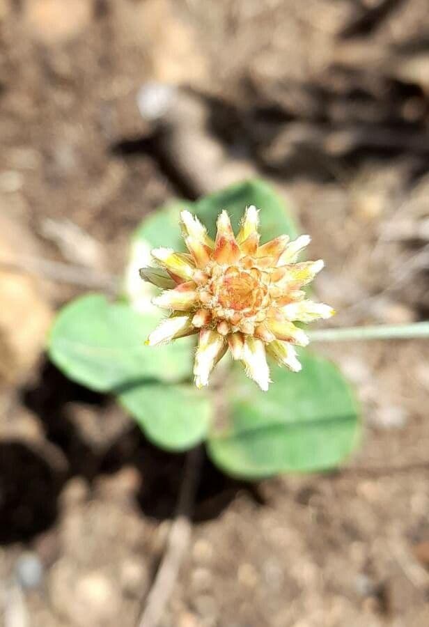 Gomphrena 3