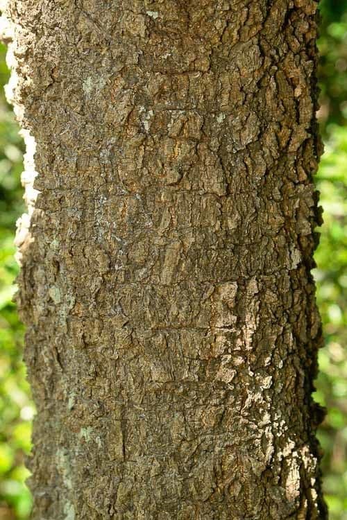 Alstonia 7