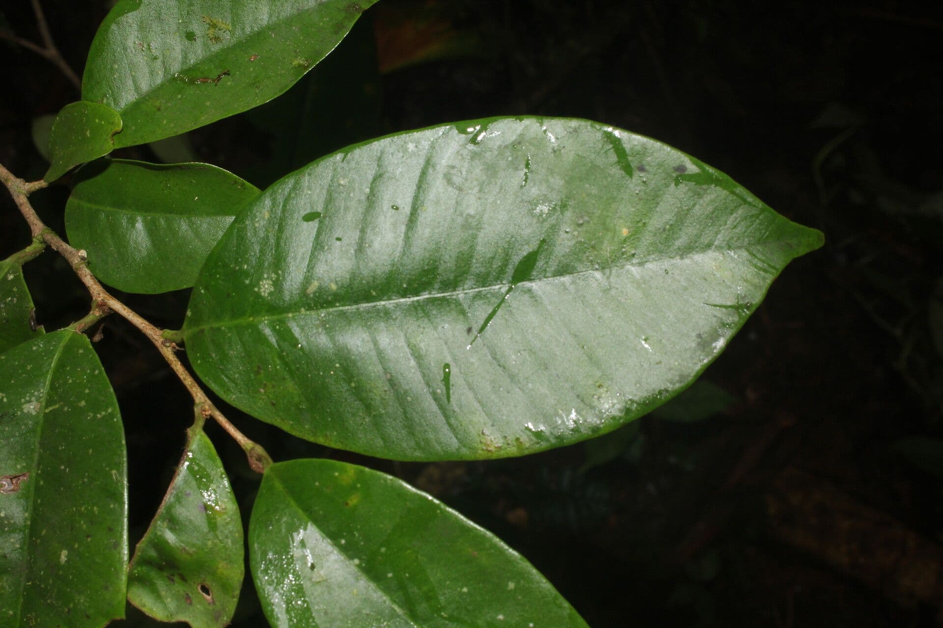 Chrysophyllum 14