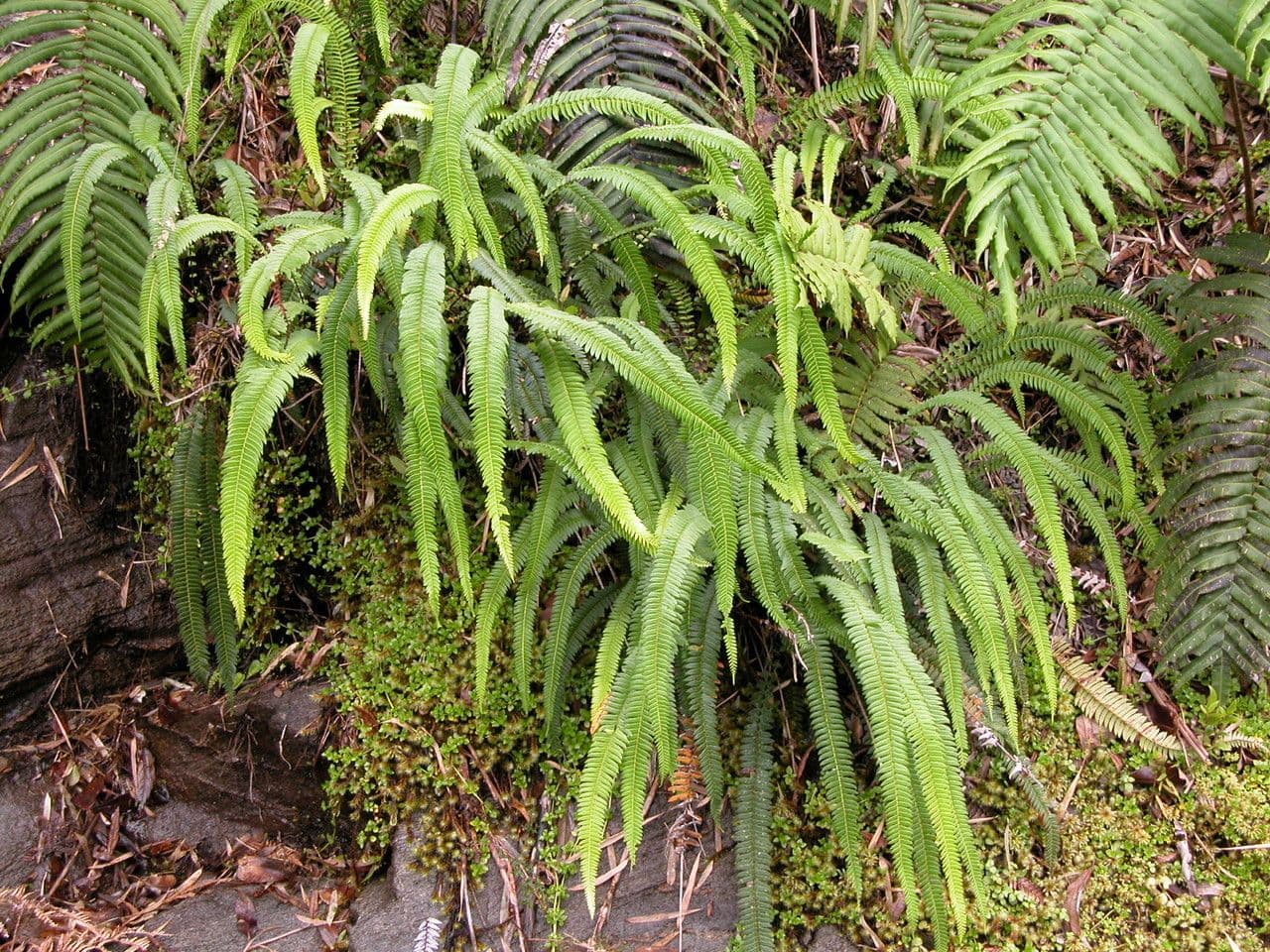 Blechnum