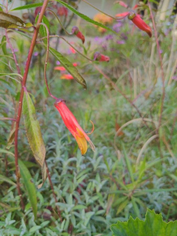 Lobelia lassiflora 6