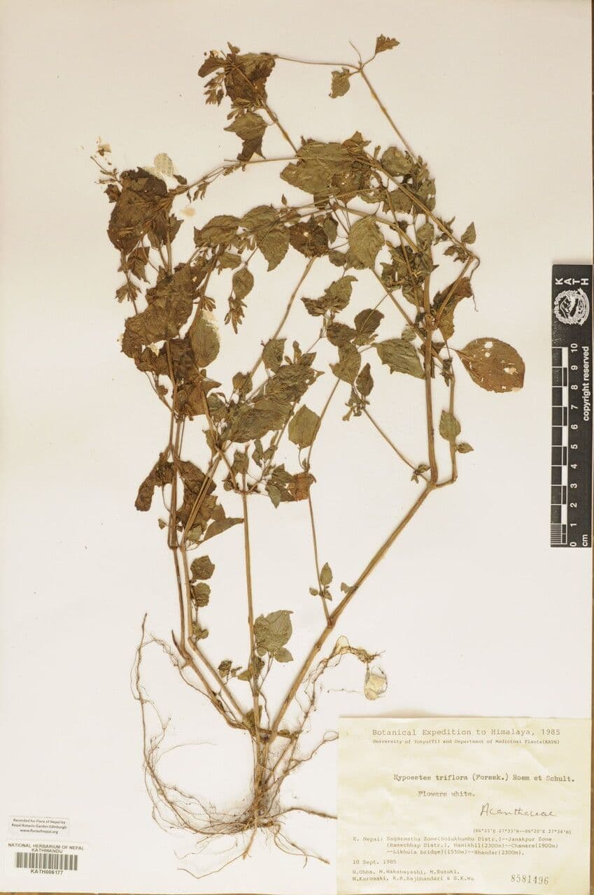 Hypoestes 13