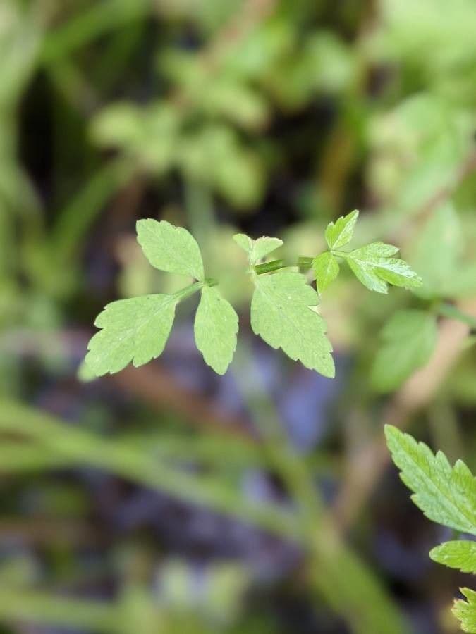 Oenanthe de Java 12