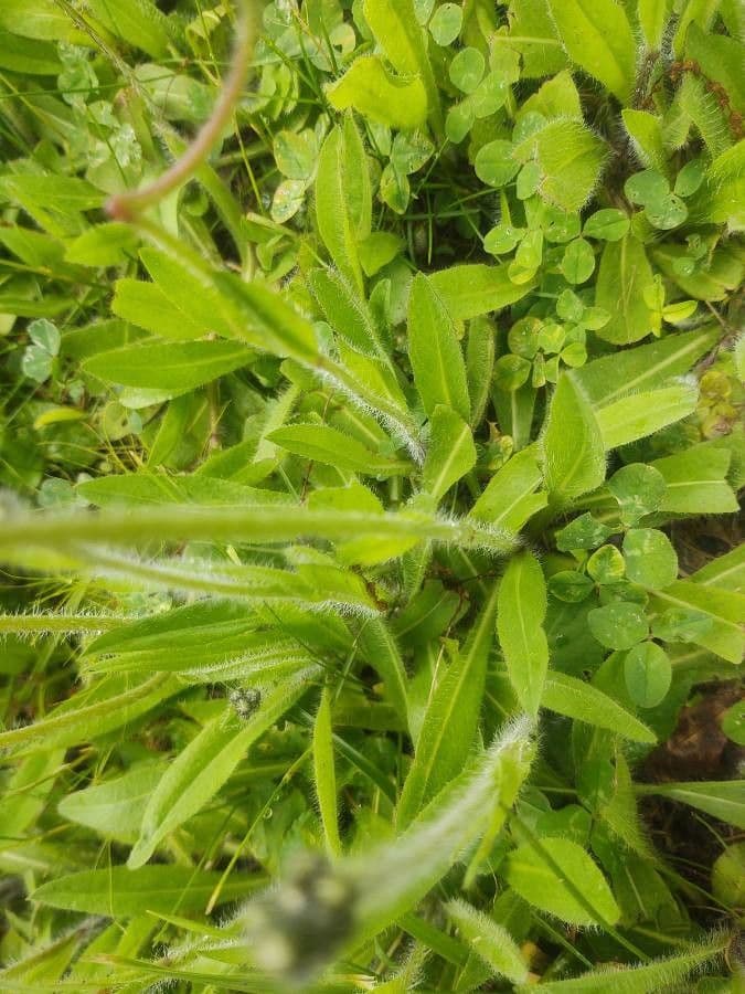 Pilosella caespitosa 14