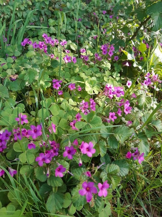 Acetosa debilis 24
