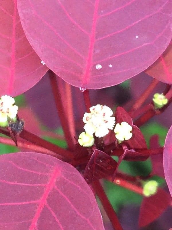 Euphorbe cotinifolia 6