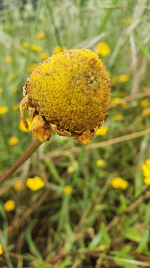 Saat-Wucherblume 2