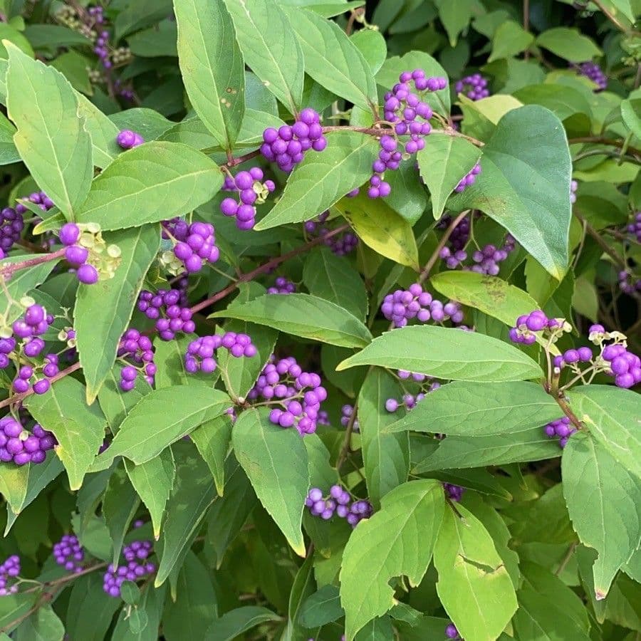 Bellezza viola 3