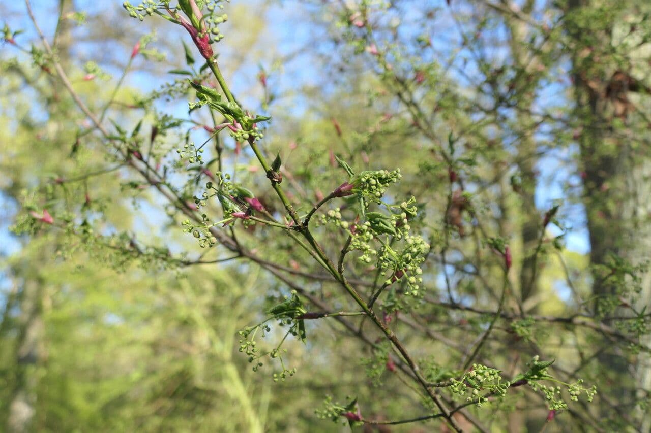 Euonymus oxyphyllus 7