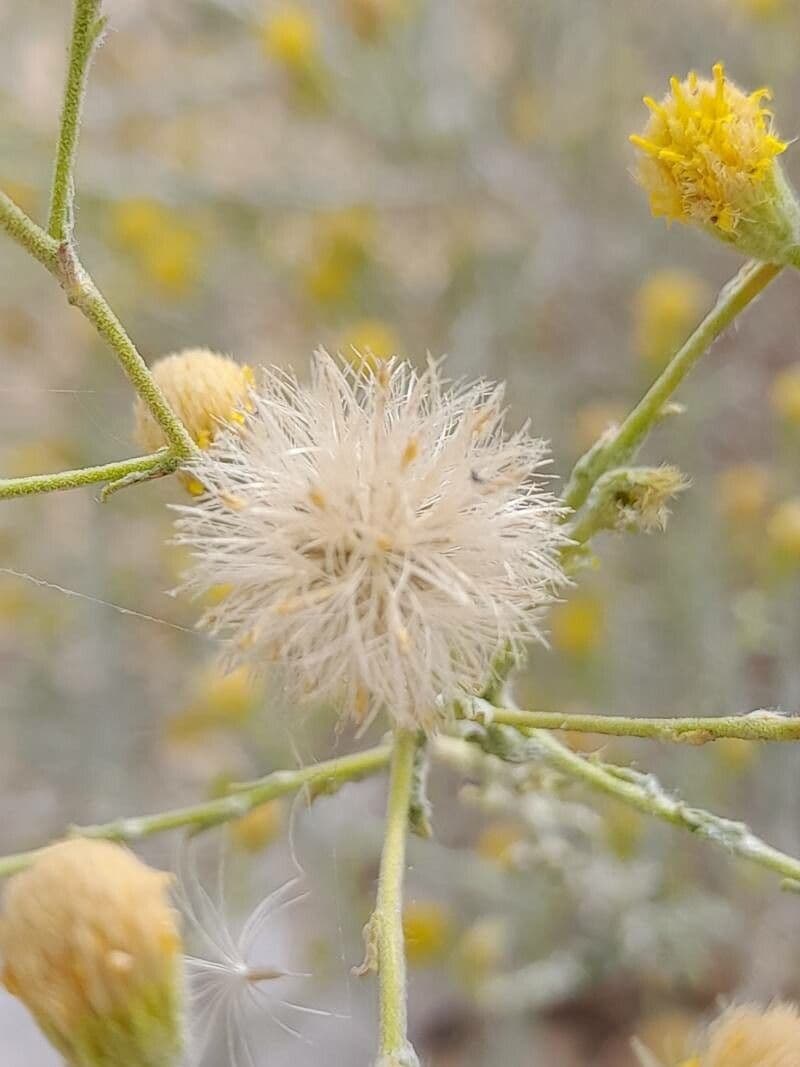 Pulicaria