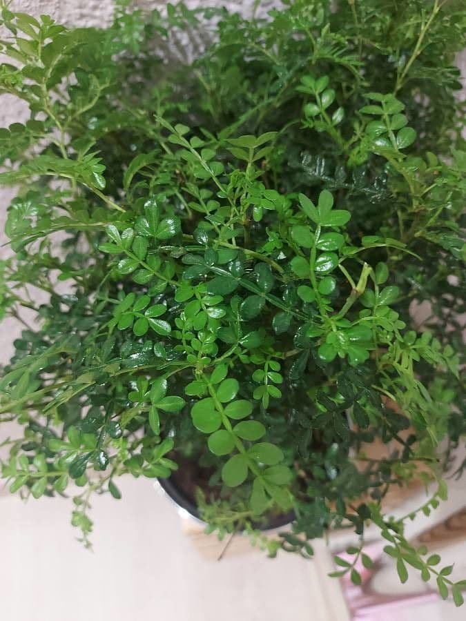Zanthoxylum fagara 12