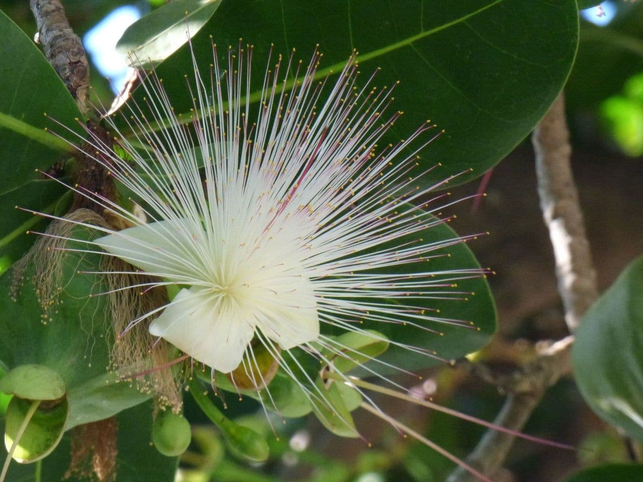 Barringtonia 6