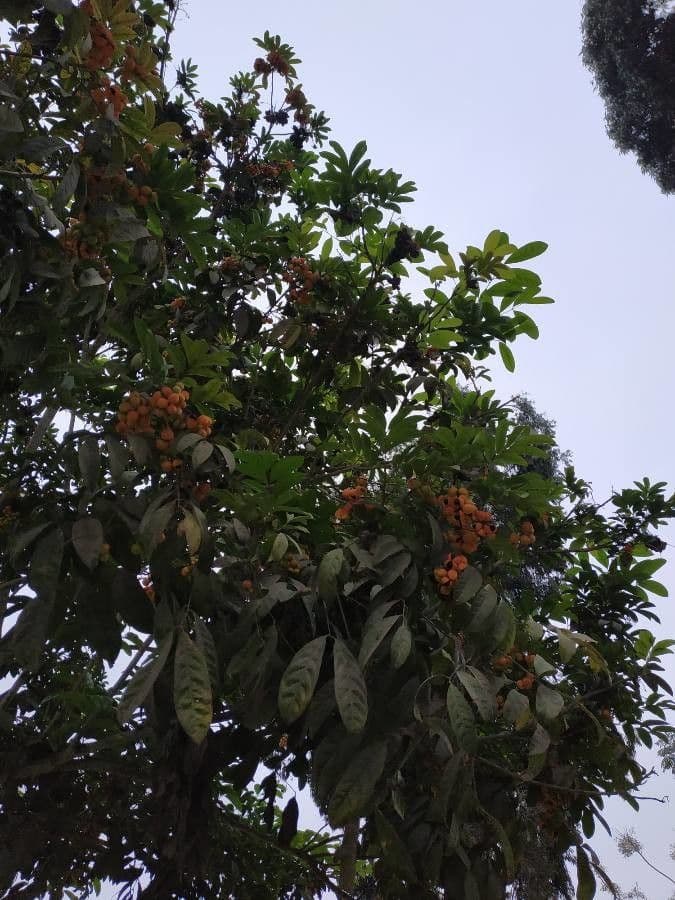 Harpullia 2
