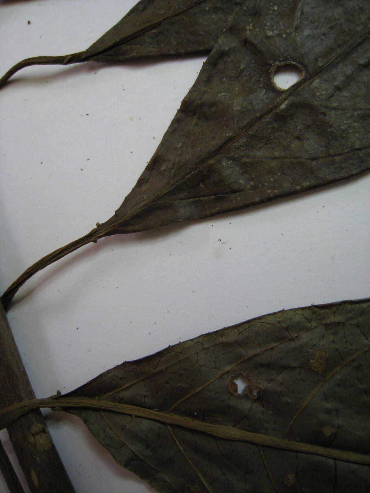 Sapium