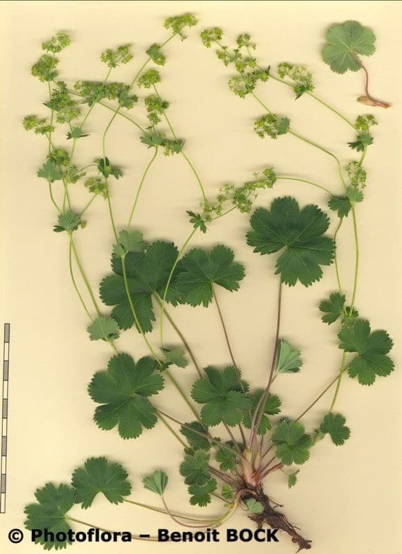 Alchemilla 19