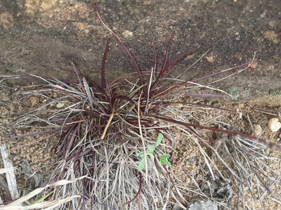 Microchloa 10