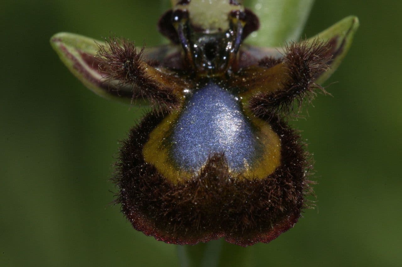 Ophrys speculum 4