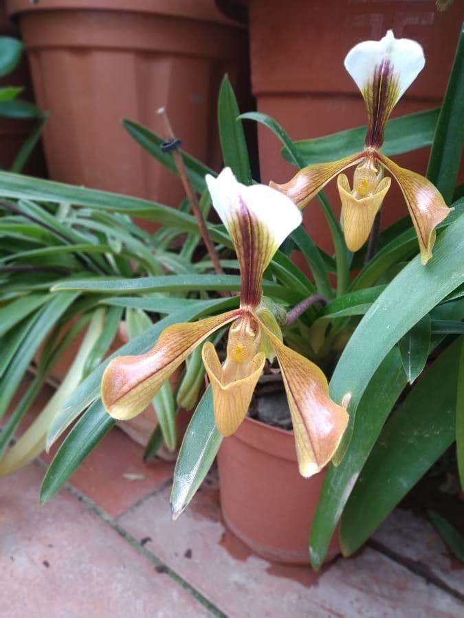 Paphiopedilum villosum
