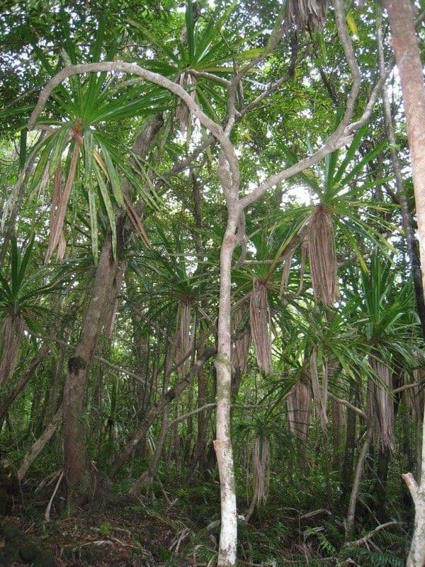 Pandanus pourpre 3