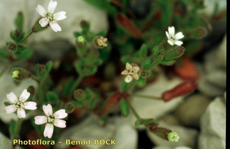 Silene sedoides 18