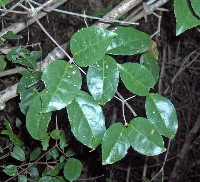 Eugenia axillaris 3
