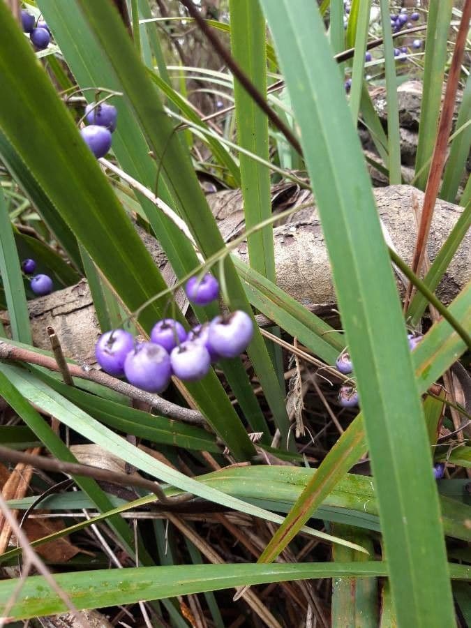 Dianella tasmanská 2