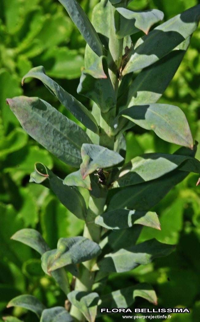 Alyssoides utriculata 24