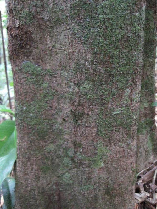 Elvasia 14