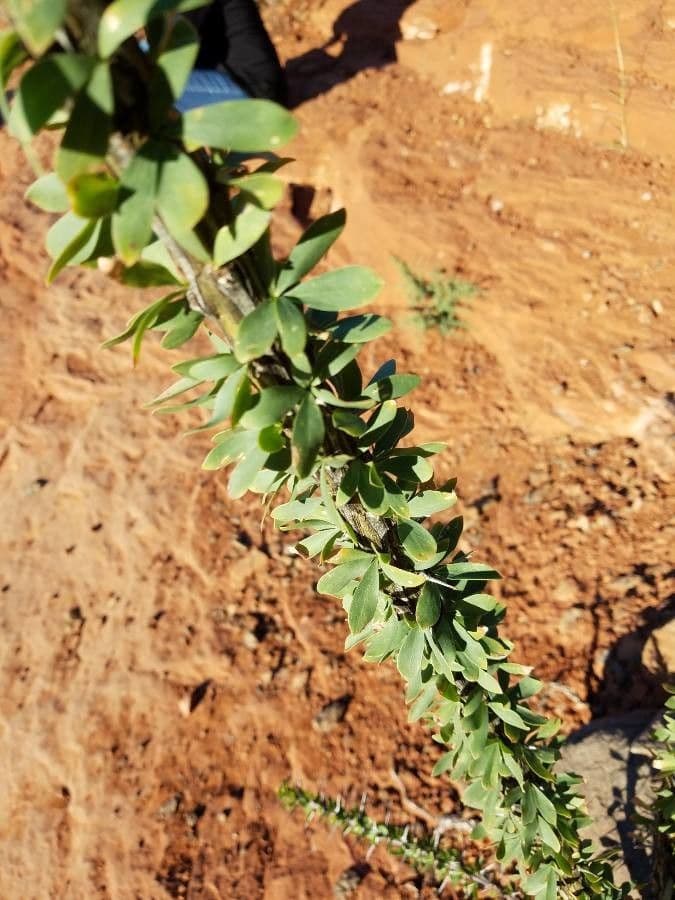 Ocotillo 20